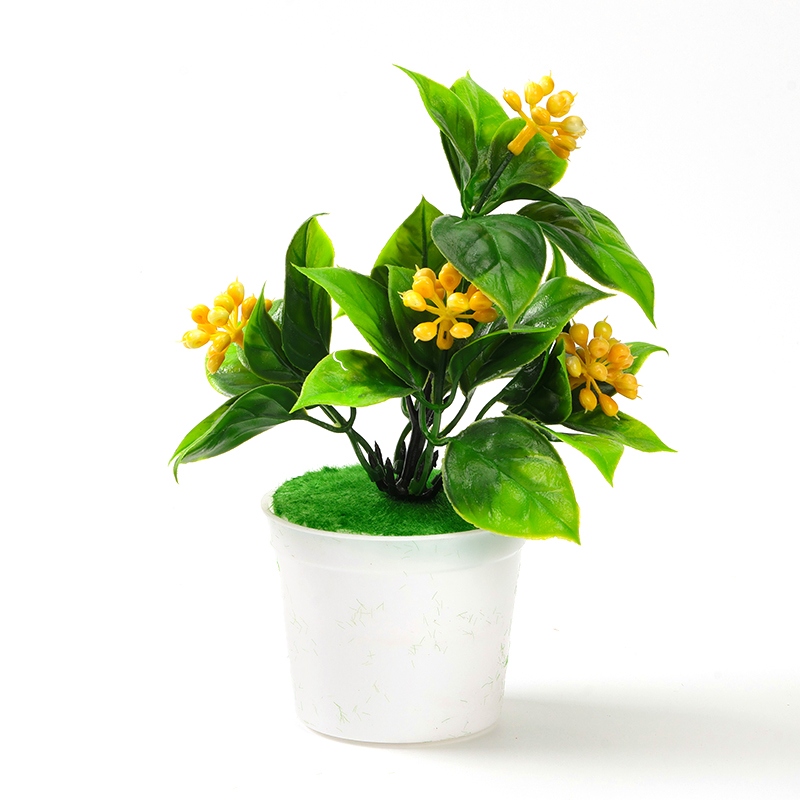Holly Fruit Bonsai 5