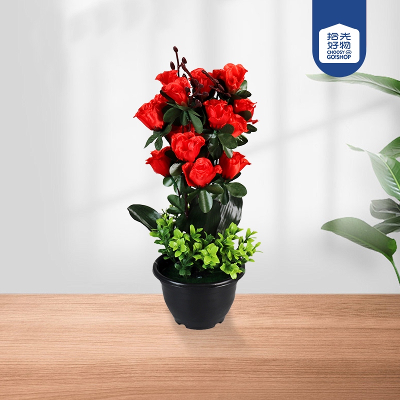 Bonsai de Rosa de Primavera Macizo Negro 2