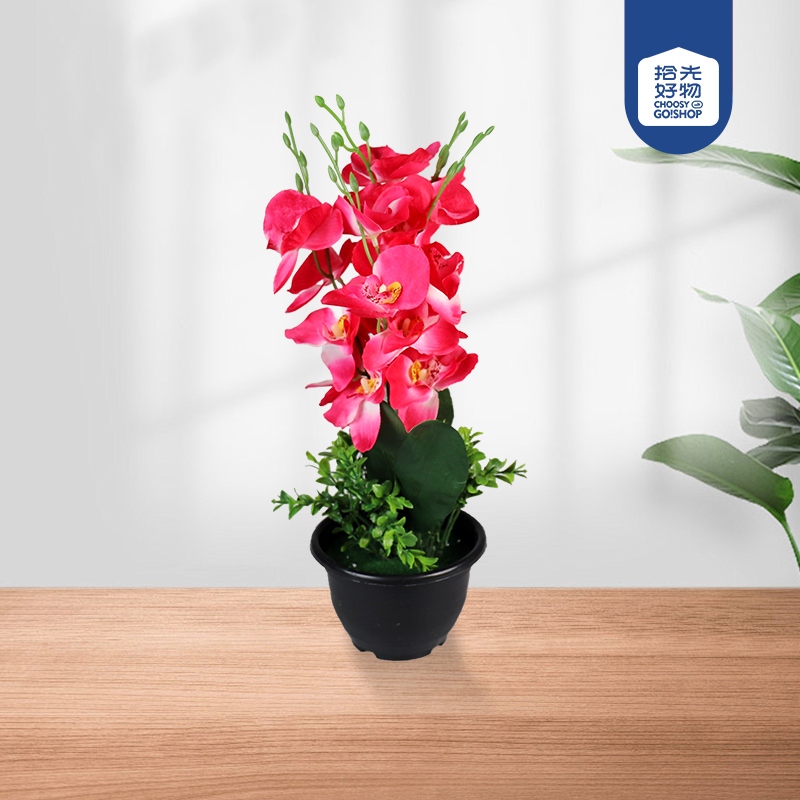 Black Pot Phalaenopsis Bonsai