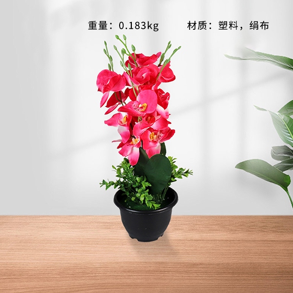 Black Pot Phalaenopsis Bonsai 3